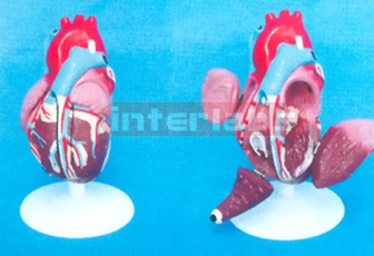 MIDDLE ANAT- HEART MODEL (6 PCS)